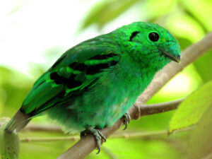 African Green Broadbill