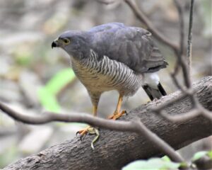 The African Goshawk