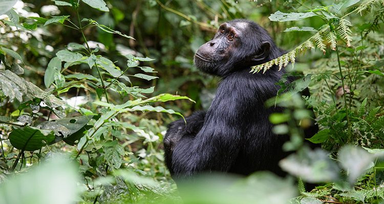 Chimpanzee Trekking in Kibale Forest National Park