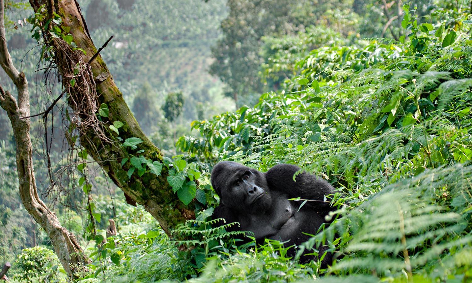 Bwindi gorilla trekking