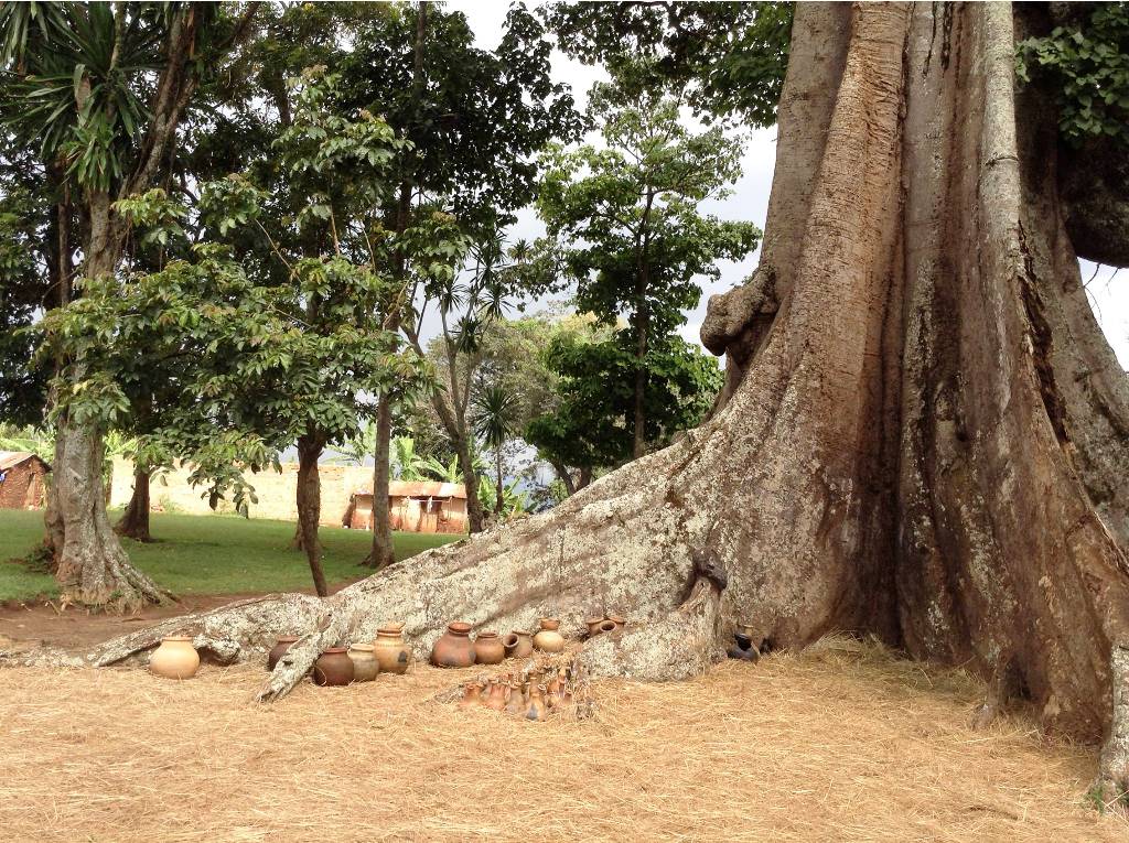 The ancient Nakayima Tree in Mubende, Uganda, showing the massive root system and traditional clay pots left as offerings at the cultural shrine.