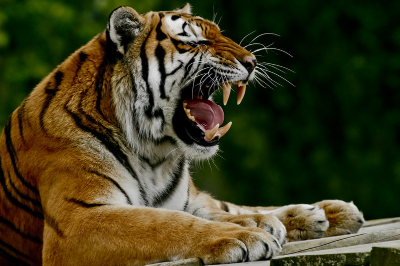 Close-up photograph of a Bengal Tiger roaring, used to illustrate the discussion about the presence of tigers in Uganda