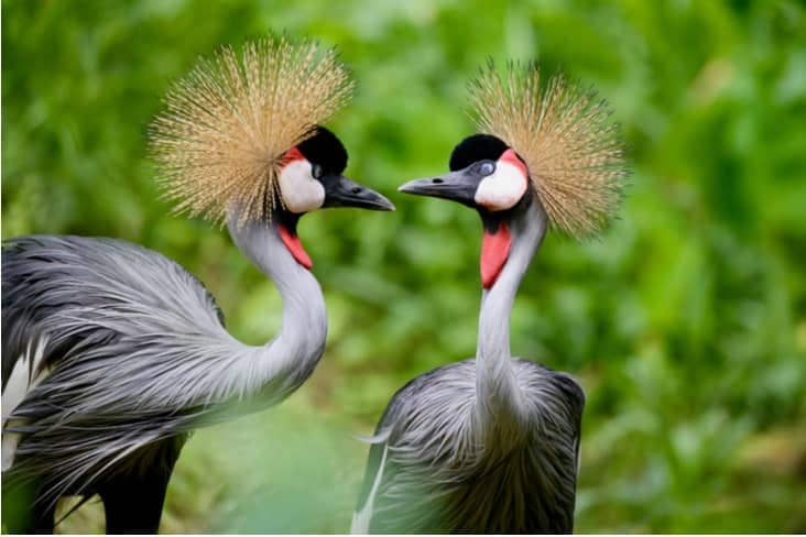 air of Uganda Crested Cranes with their iconic golden crowns and red wattles, the National Bird of Uganda.