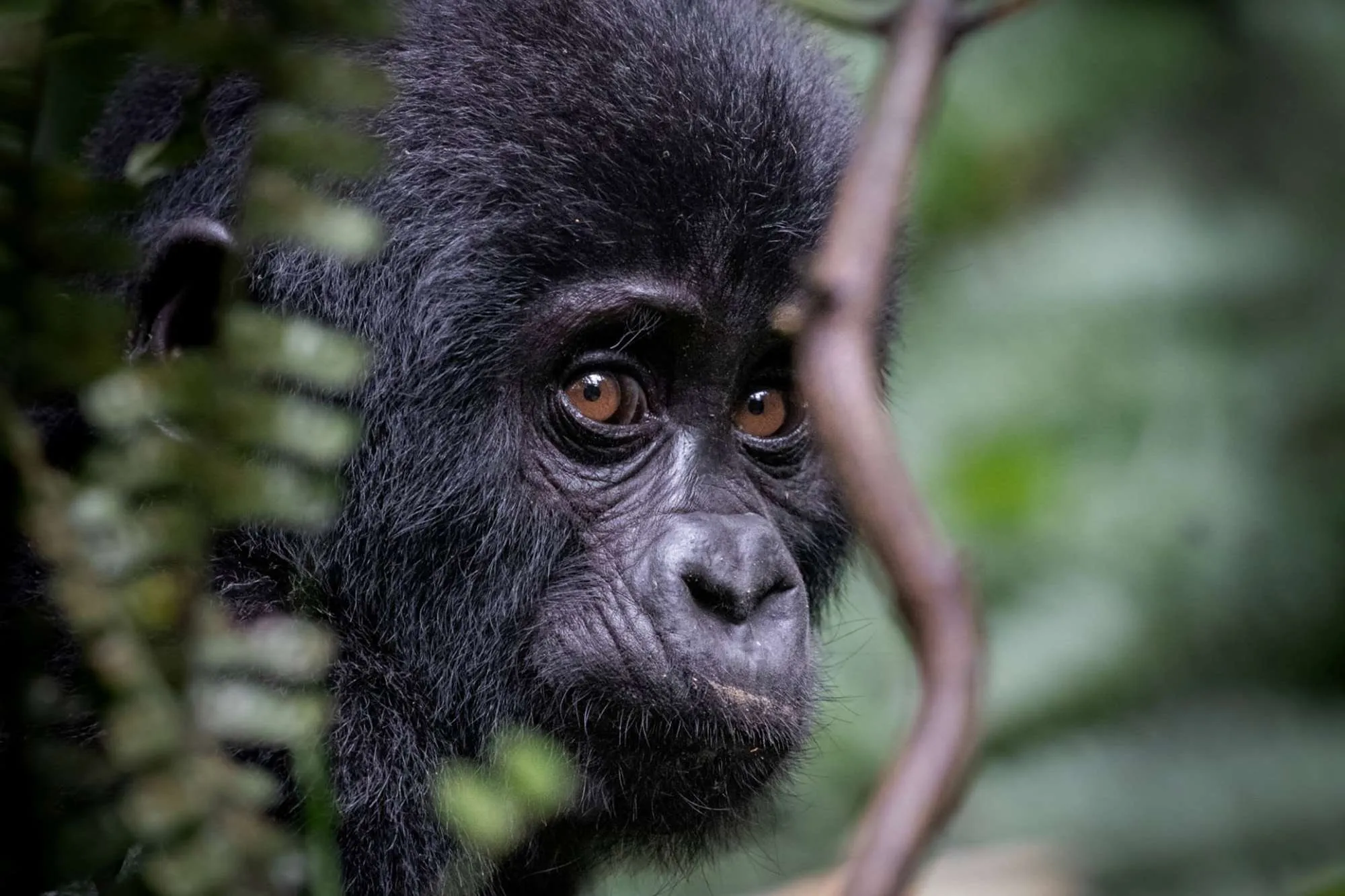 Close-up portrait of a Baby Mountain Gorilla looking out from the dense forest foliage, used to illustrate interesting facts about baby gorillas in Uganda.