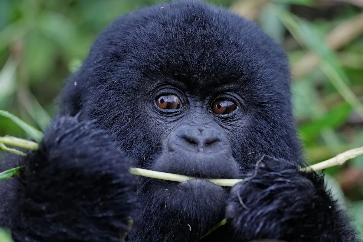 What to do in Volcanoes National Park Rwanda?