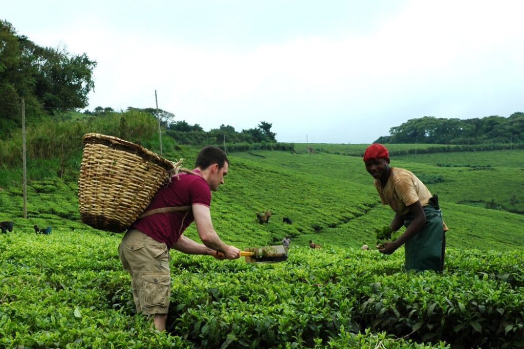 Tourist with a large basket harvesting tea leaves** on a **Uganda tea plantation tour