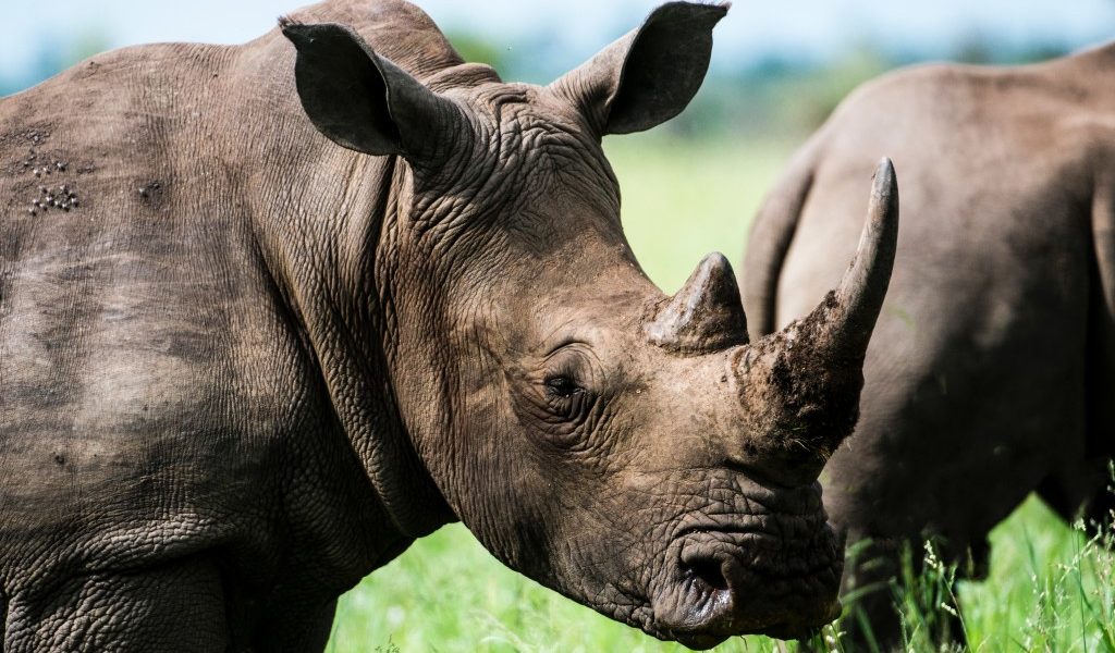 Close-up of a White Rhino with its prominent horn, photographed in the wild at the Ziwa Rhino Sanctuary, Uganda, the only place to see rhinos in the country