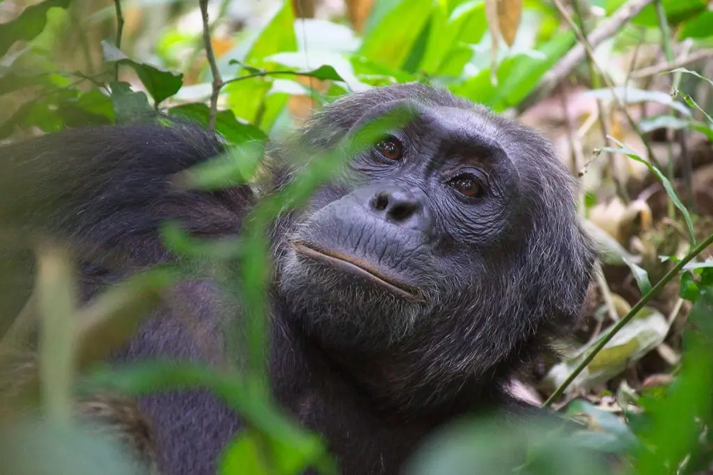 thoughtful adult chimpanzee in Kibale Forest National Park, Uganda, during primate tracking.
