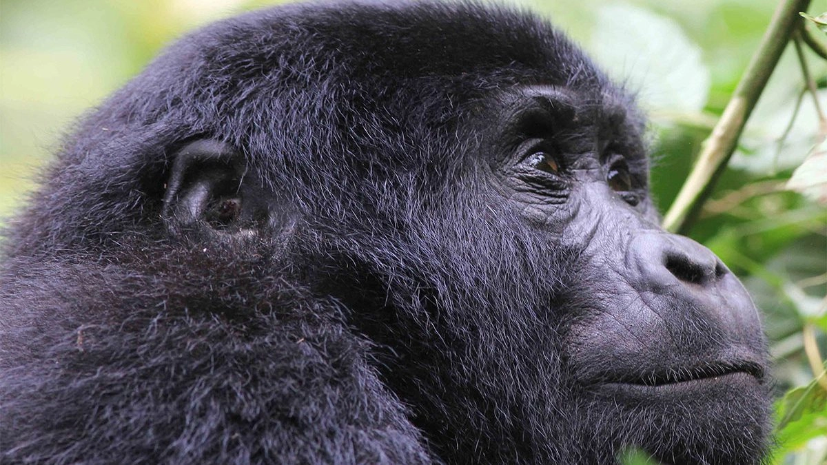 Close-up portrait of a thoughtful adult Mountain Gorilla, illustrating the ongoing challenges of endangerment and habitat loss in Uganda and Africa