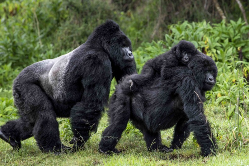 Mountain-gorilla-family