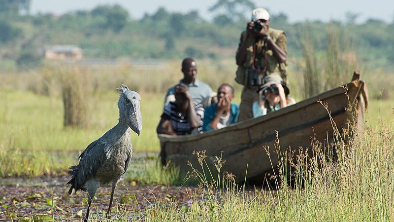 mabamba swamp shoebill watching entebbe