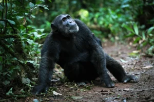 chimpanzee trek in Kalinzu forest