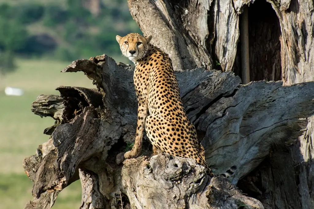 Kidepo Valley National Park