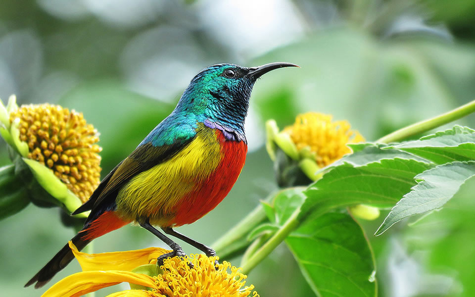 Close-up of a yellow and black Black-headed Weaver bird** on a **Uganda birdwatching safari tour
