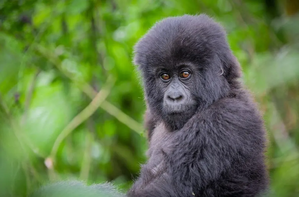 baby mountain gorilla from the Guide to Gorilla Trekking in Rwanda 2026 experience.