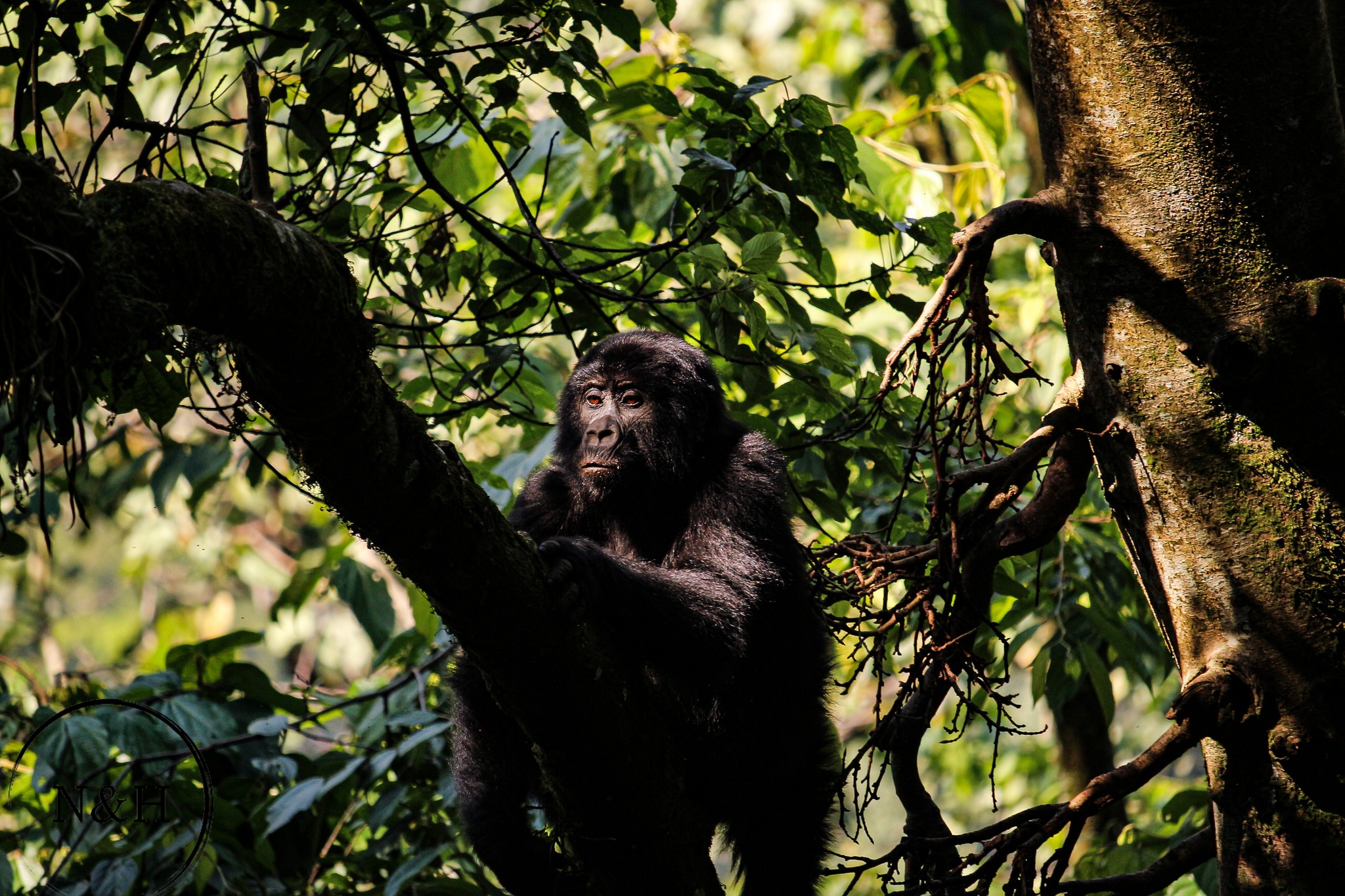 gorilla trekking uganda vs rwanda