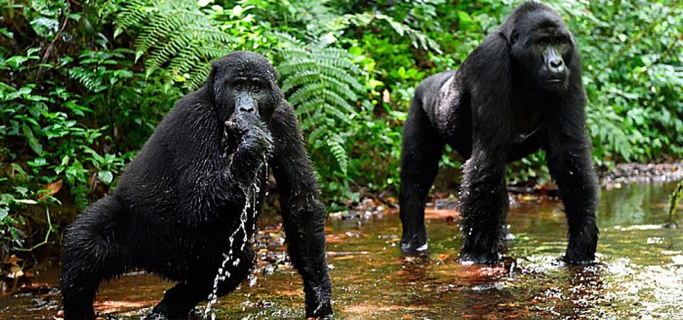 4 Days Bwindi Double Gorilla Trekking