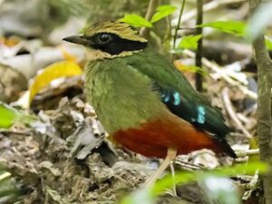 Green-breasted Pitta