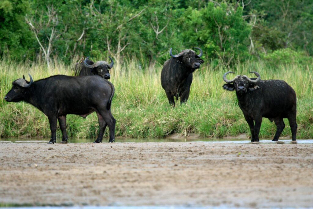 Buffalo, Murchison Falls National Park Safari