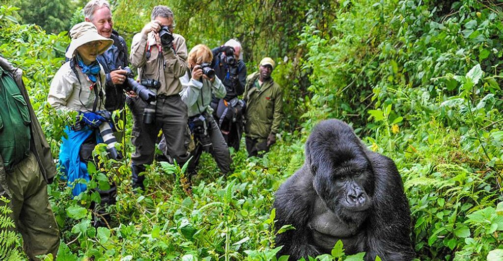 Bwindi gorilla trekking safari
