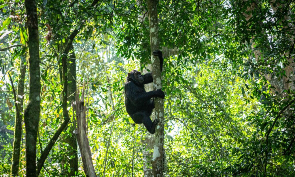 Chimpanzee trekking in Kibale Forest Uganda