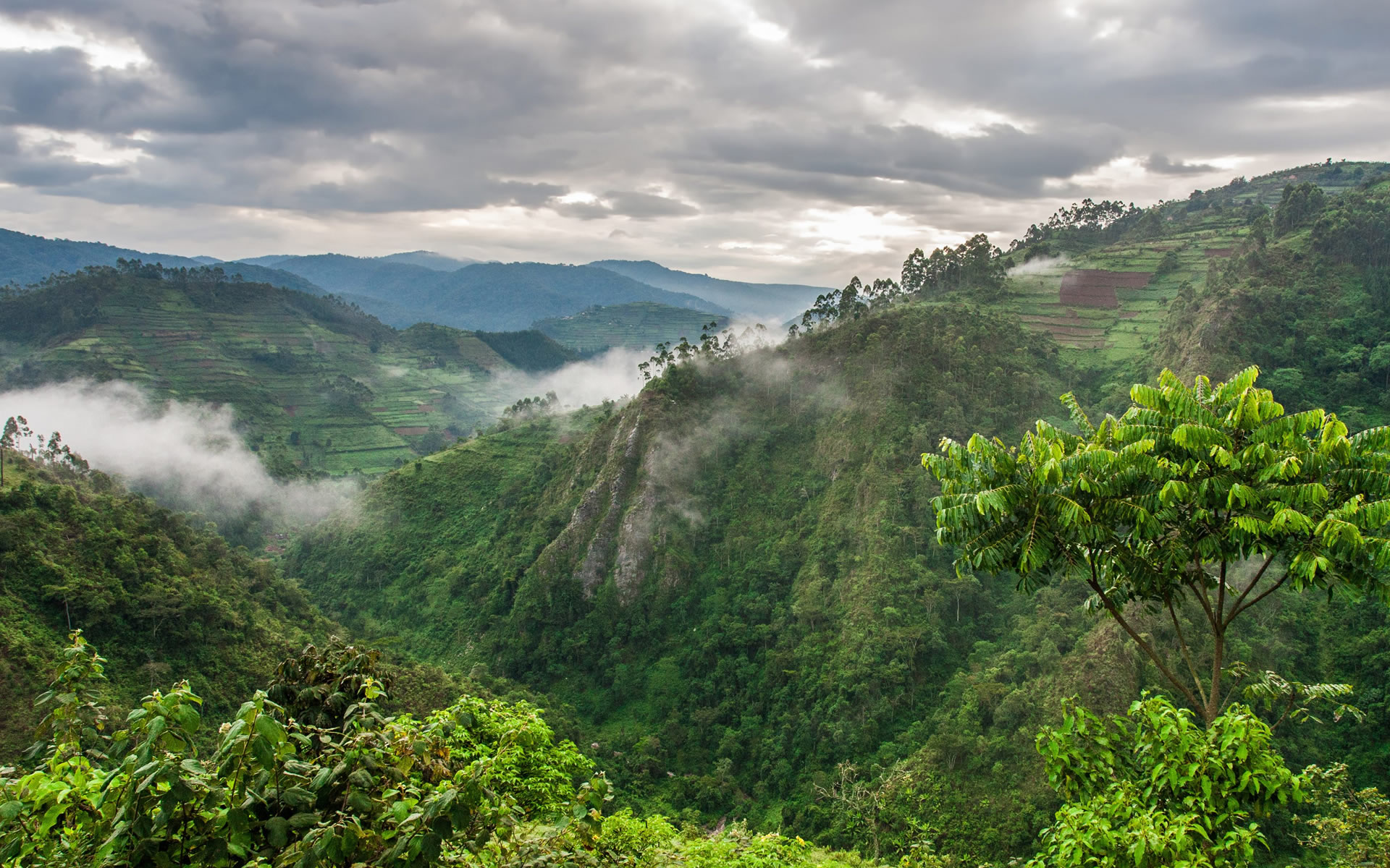 Bwindi Impenetrable National Park