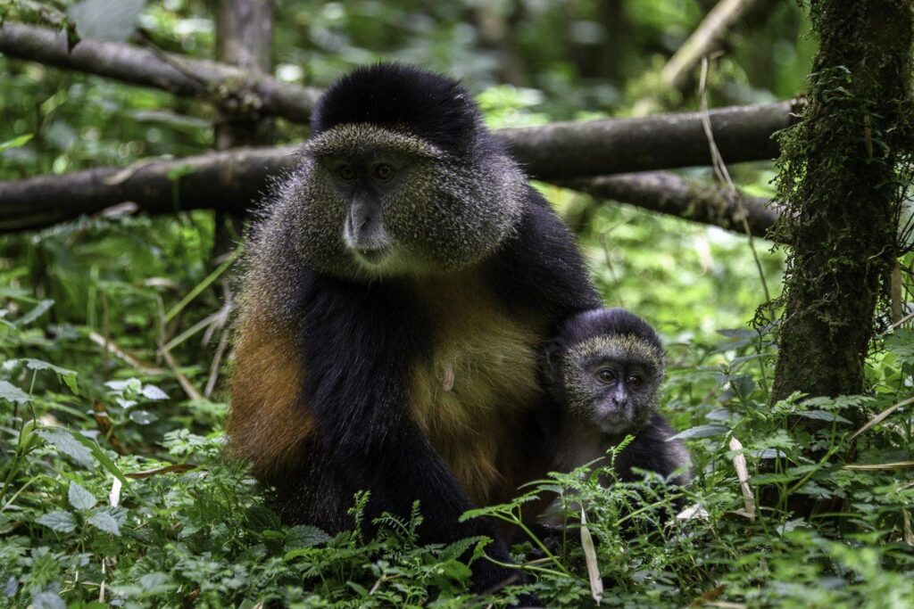 Golden monkey trekking during Rwanda dry season