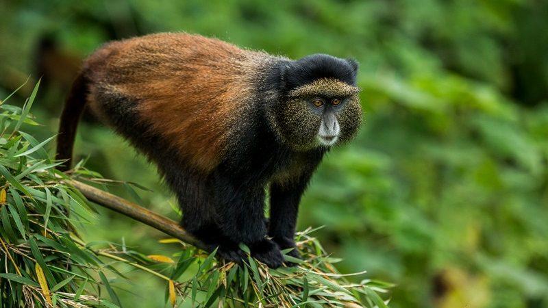 Hiking boots for golden monkey trekking safari