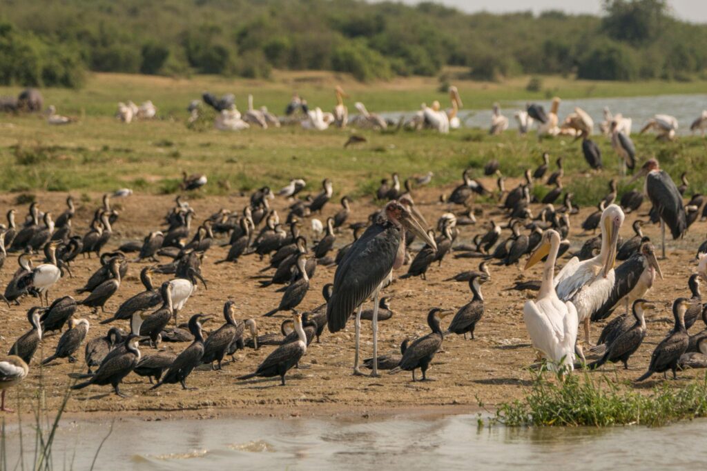 Kazinga Channel birding safari