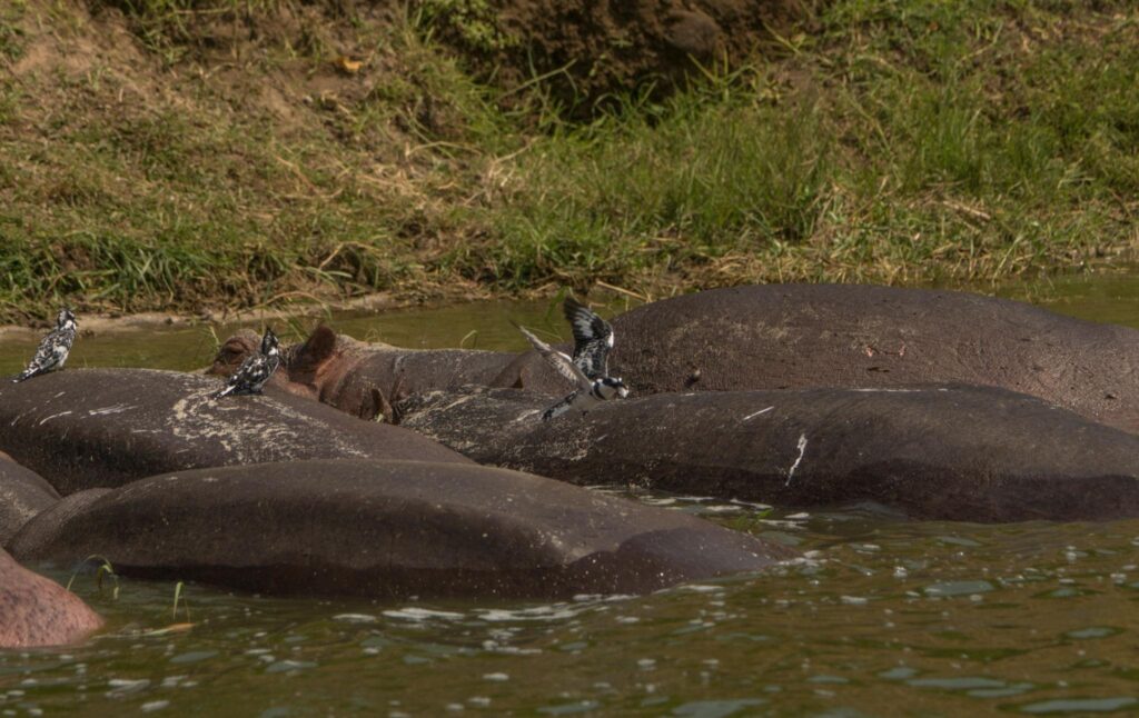 Kazinga Channel of Queen Elizabeth National Park