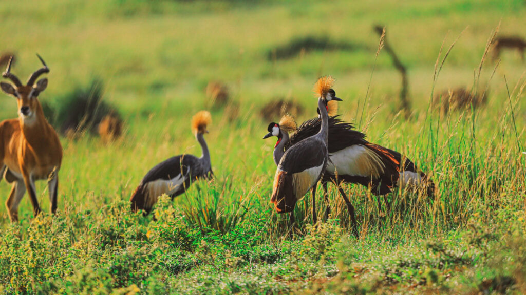 Lake Mburo birding Grey Crowned Crane
