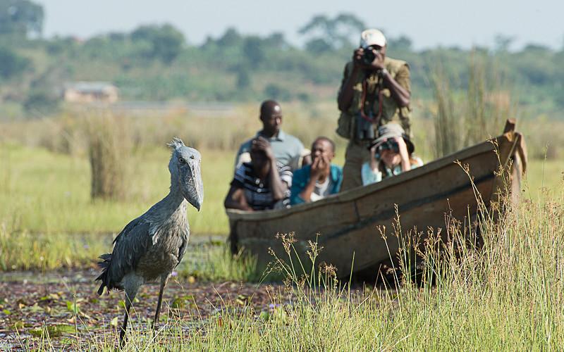 Shoebill in Mabamba Wetland Uganda