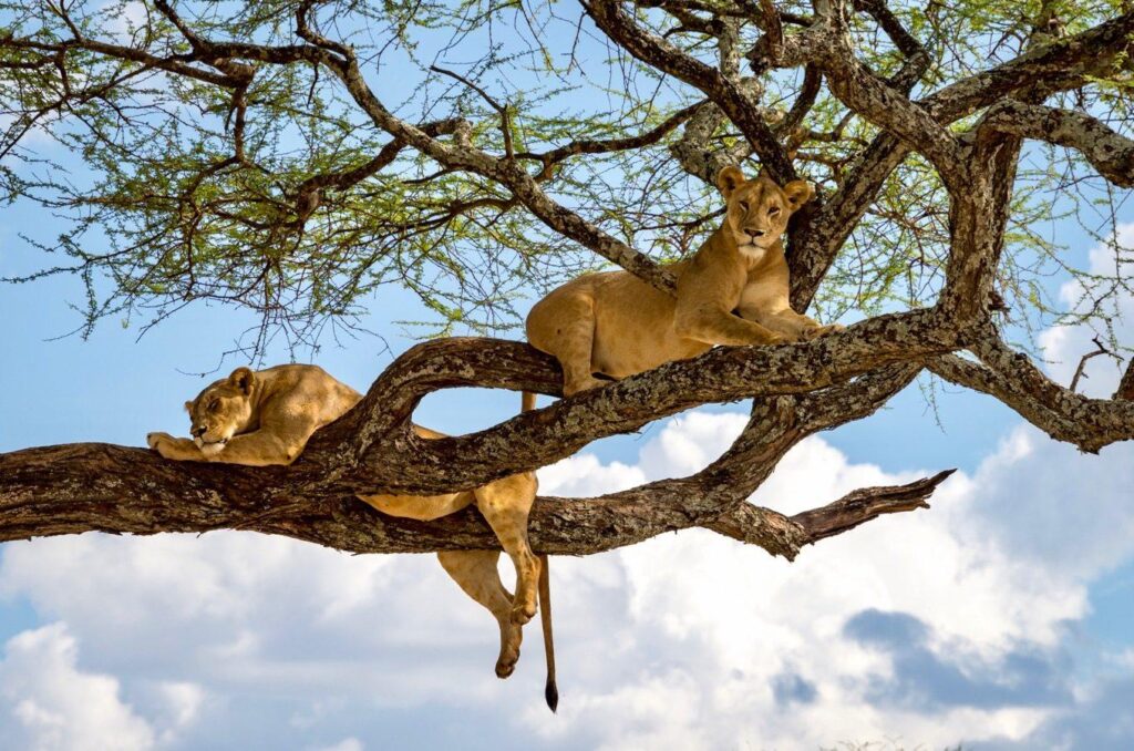Tree-climbing lions in the Ishasha sector