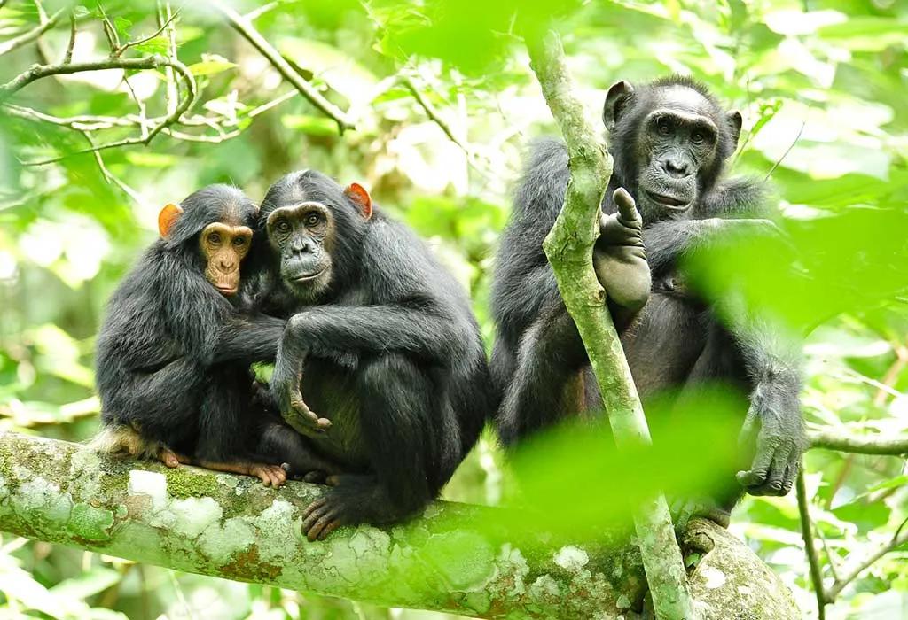 Uganda chimp trekking